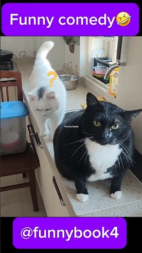 FUNNY CATS 2025: The Internet’s Funniest Pets! 😹#funny #funnypets #cat #animals #funnyanimals