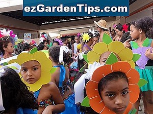 Fatos sobre as árvores de acácia Mimosa 🌱 Dicas Jardineiros - Pt.ezGardenTips.com