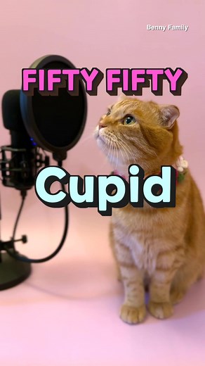 “Cupid”(FIFTY FIFTY) cover by Benny(베니) the Cat😻❤️ #cupid #fiftyfifty #피프티피프티 #큐피드 #베니패밀리 #고양이노래 #bennycat #cat #fyp #viral #kpop #고양이 #cat #cupid