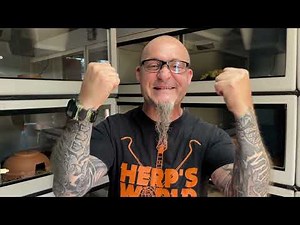 Est-ce que je laisse ma ponte de python diamant Morelia spilota spilota en incubation naturelle ?