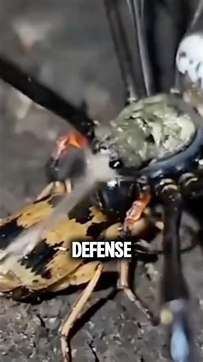 This Shouldn’t Be Possible for an Insect…