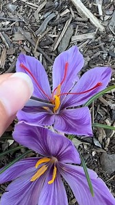 1.3M views · 17K reactions | Top 5 Questions We Get About Growing...