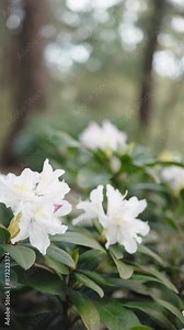 American Rhododendron flower plant bush blossoming in spring outdoors in the garden. Botanical tree with pink flowers