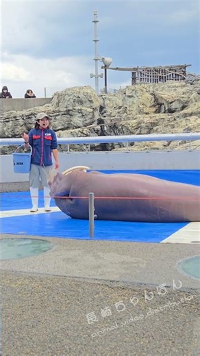 Mii-chan the walrus sings a hand-clapping song along with her older sister's voice #Umitamago #Wa...