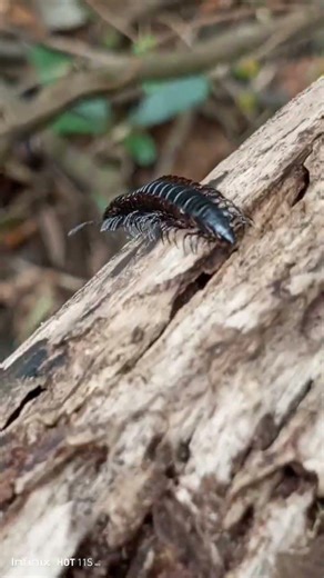 A Giant Centepede ( Scolopendra Genus ) #shorts