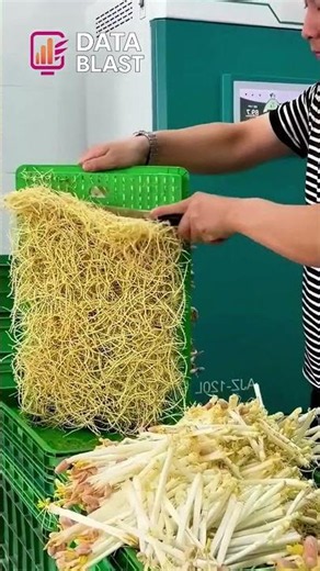Harvesting Microgreens at Home #shorts
