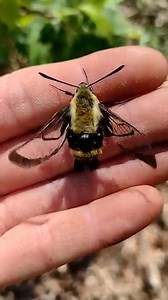 19K views · 203 reactions | This snowberry clearwing moth is joining the Spring Break fun at Gathering Place! Horticulturist Chandra Johnson found this fluttering friend near Garden Path Bridge. ️ Video by Chandra Johnson, park horticulturist | Gathering Place | Facebook