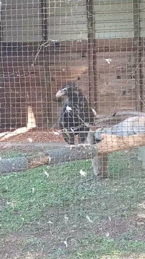 A rescued wedge tail eagle
