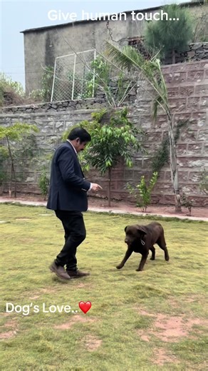 Understanding Your Labrador: Love and Care Tips