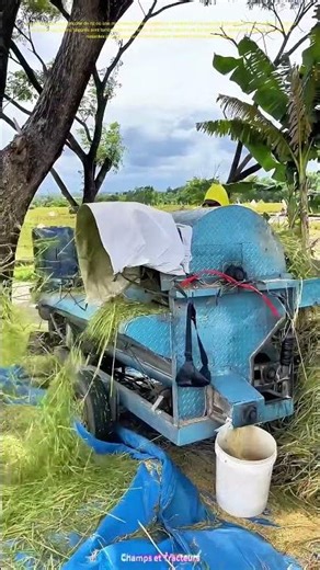 Ventilateur sur paille de riz : le tri final des grains égarés dans la balle