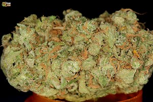Hawaiian Dream | Marijuana Strain Reviews