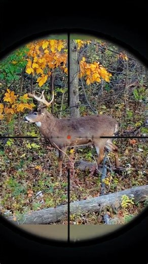 Deer Hunting with Bow | Silent Archery Hunt#DeerHunting#ArcheryHunting#WildDeer#HuntingVideo#Outdoor