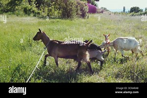 Young Asian domestic goat walking around the meadow and seeking to eat fresh and young plant and grass in local public park.