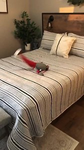 Christmas home tour premieres this weekend on YouTube! Make sure you’re subscribed so you don’t miss out! 🎄 | A Charming Abode