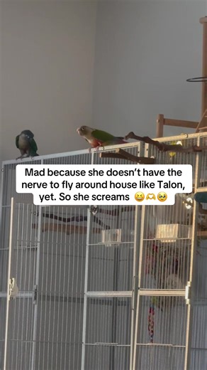 Funny Moments with Conures and Their Playful Antics