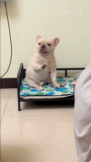 You Won't Believe What This Adorable French Bulldog Is 'Saying' Hilarious Talking Dog Video