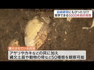 貝や縄文土器、動物の骨…5000年前の『貝塚』7月22日から一般公開 福島・南相馬市
