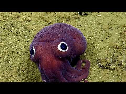 Googly-Eyed Stubby Squid - 2016 | Nautilus Live (Remastered!)