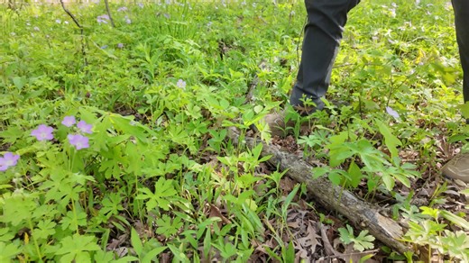 35K views · 789 reactions | Oak and hickory trees are native to our landscape, but they often face competition from invasive species like buckthorn and honeysuckle. That's why we do restoration – to help native ecosystems flourish. Take a look! | Forest Preserve District of DuPage County | Facebook