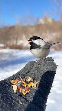 Beautiful Captured Calls of Black capped Chickadee