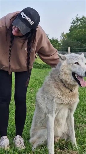 Unforgettable bond: Kisses and playtime with my wolfdogs