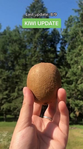 Kiwi update! #fyp #foryou #kiwi #kiwiseed #diygarden #garden #gardentips #greenthumb #plantmom #plantdad #planttips #plant