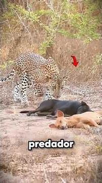 The Most Unbelievable Wild Animal Moments | Ep. 38