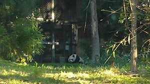 Baby panda cause of death: Underdeveloped lungs, liver disease