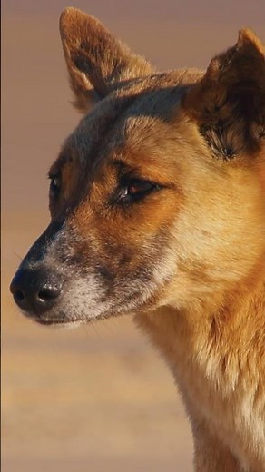 Dingo vs ‘Wild dog’ - what’s the difference? #onthefencefilm #savethedingo #dingo