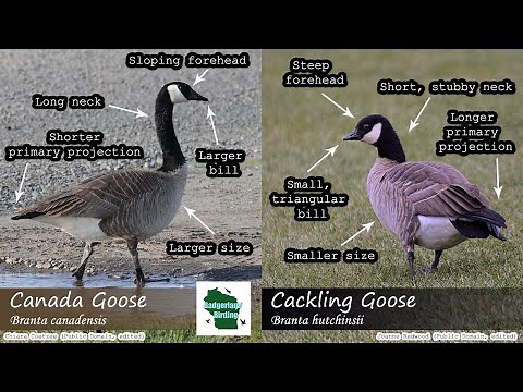 ID Tips: Cackling Goose vs. Canada Goose