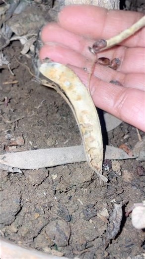 🌱How to grow Aparajita plant from seeds 🪻Butterfly pea vine seeds 🦋#garden #flowerseeds #ytshorts