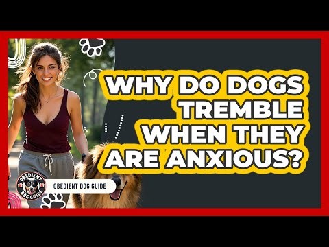 Why Do Dogs Tremble When They Are Anxious?