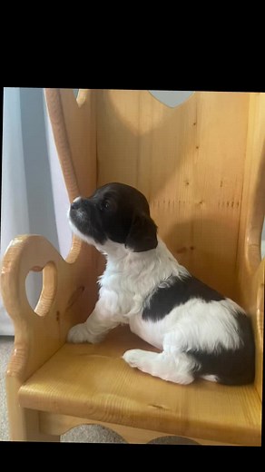 Cockapoos are hypoallergenic so they make a great companion in even the most sensitive environment, and they adapt easily to new people, homes and other animals. All of our puppies are individually socialized, so they are comfortable around many other people and animals. They all receive the upmost loving, nurturing care to maintain their soft fur, proud stride and cultivate gentle, intelligent personalities. DM me for info. #cockapoo #puppies