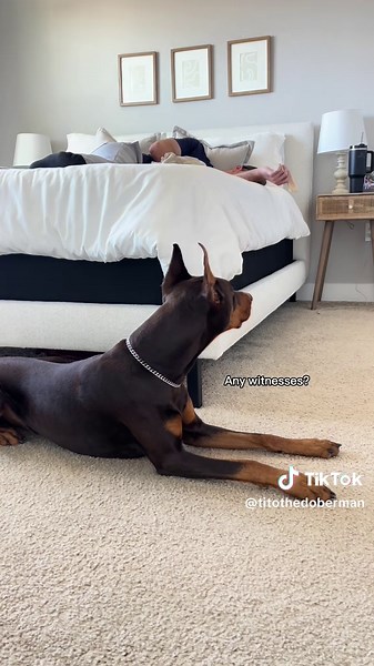 Tito the Doberman (@titothedoberman) - Hilarious Doberman Prank Videos You Can't Miss