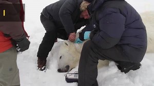 Polar Bears in Russia
