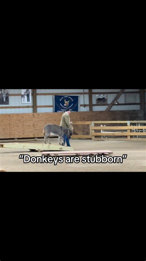 But then there are donkeys, like 9 months old Wynx, who proves that statement wrong every single day 🤣 and boy do we love proving it wrong #fyp #donkey #minidonkey #training | Southern Asspitality Miniature Donkeys