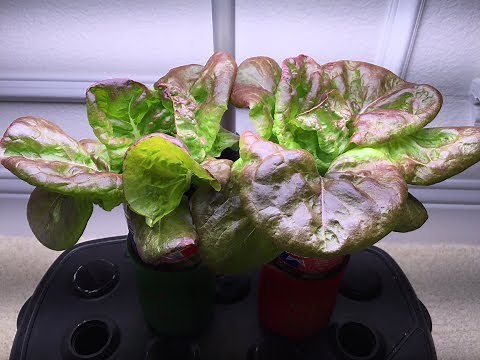 Water Bottle Hydroponic Lettuce