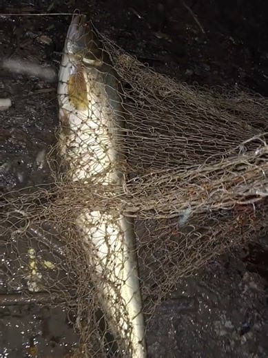 Catching Big Boalfish Using Nets at Sluice Gate