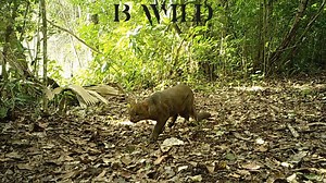 La riqueza de la fauna salvaje en la Selva Maya. BWILD | BWILD