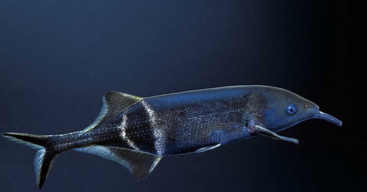 Qui est le poisson-éléphant, animal au cerveau étonnamment développé ?