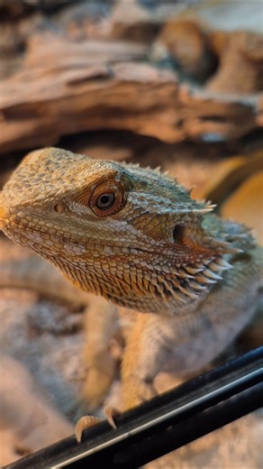 little dragon #lizard #shorts