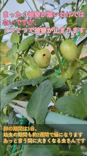 【家庭菜園】トマト栽培 オオタバコガ対策（人やペットに安全性の高い農薬）