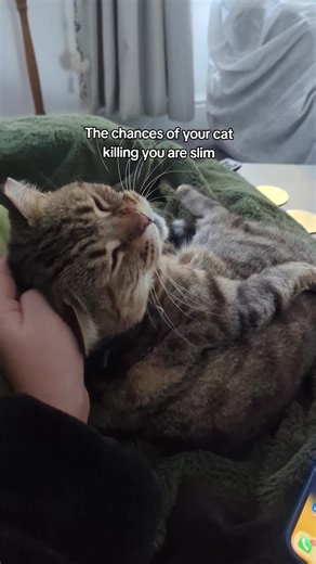 Ragdoll Cat's Plea for Adventure Outside