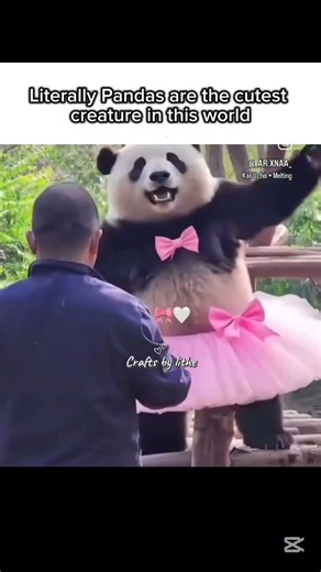 Just look how happy the Panda is..😭✨ #panda #aestheic #cute #fypシ゚viral #fyp #shorts #viral #goviral