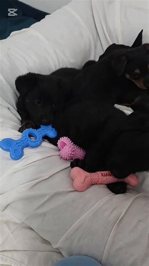 Pansion Kuca Buka on Instagram: "Predivni stenci su uglavnom samo na slikama 😂😂😂 inace su stenci nocna mora za čuvanje 🤣🤣🤣 Stenci znaci govna , paraziti , crevne korone, prolivi i prolivi , jedu sve sto vide , deru se non stop .. desava se da odreaguju na vakcine, jedenje zidova i puni su energije.. Stenci su mnogo zahtevniji i osetljiviji od odraslih pasa"