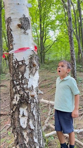 Kids Learn Why the Tree Is Tied