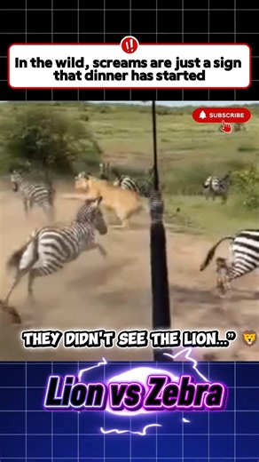 “Lion Chases Herd—Then Grabs a Zebra in Seconds! 😱”shorts