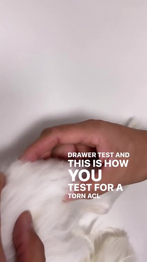 What im doing here is a Cranial Drawer Test to help diagnose a CCL Rupture (aka an ACL Tear in human med terms) 😢🩺 This movement tests for instability of the knee joint And the abnormal forward movement of the tibia here shows laxity in the knee joint caused by a CCL rupture 😰 Normal Negative Cranial Drawer test shown in the second half of the video so you can see the difference 🙂 If the test is positive, we start talking about a surgical consult for the CCL year (I like the TPLO and MMP pro