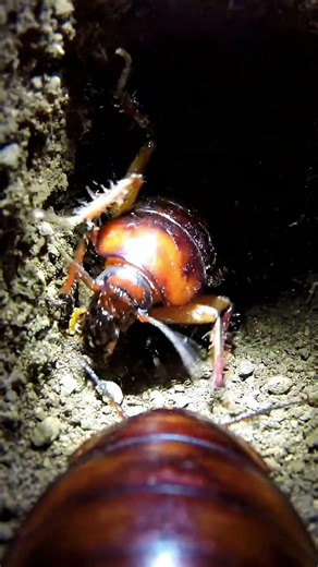 POV: We Put a Micro Camera on a Giant Burrowing Cockroach!