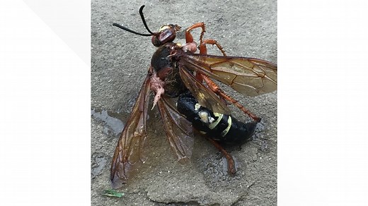 Texas may not have murder hornets, but it does have cicada killers